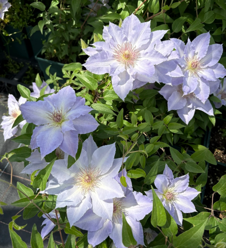 Клематис гибридный Джей Эйч Эс